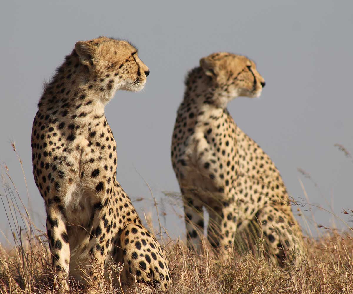 Cheetahs on African plains