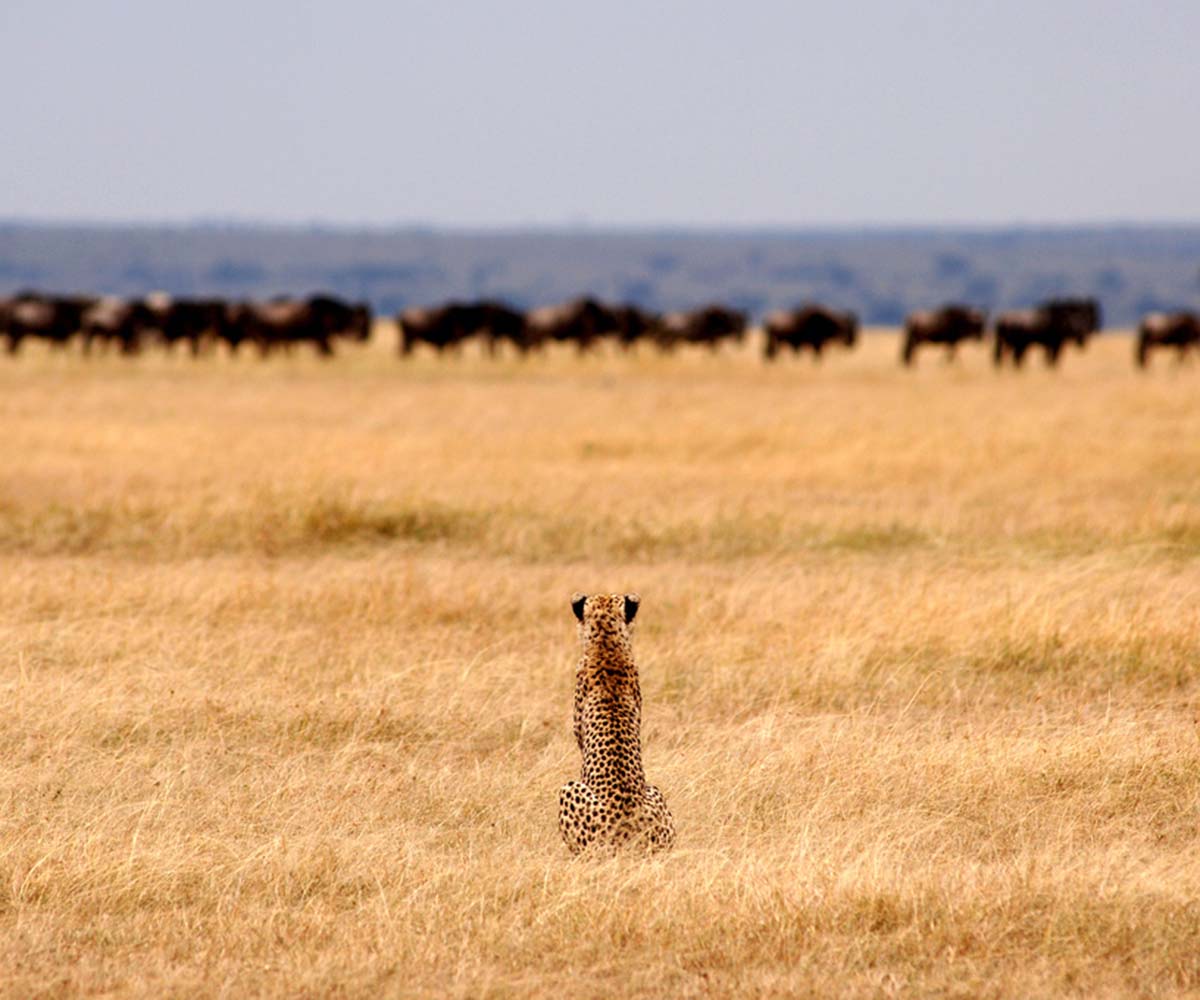 Cheetah watching wildebeest Serengeti