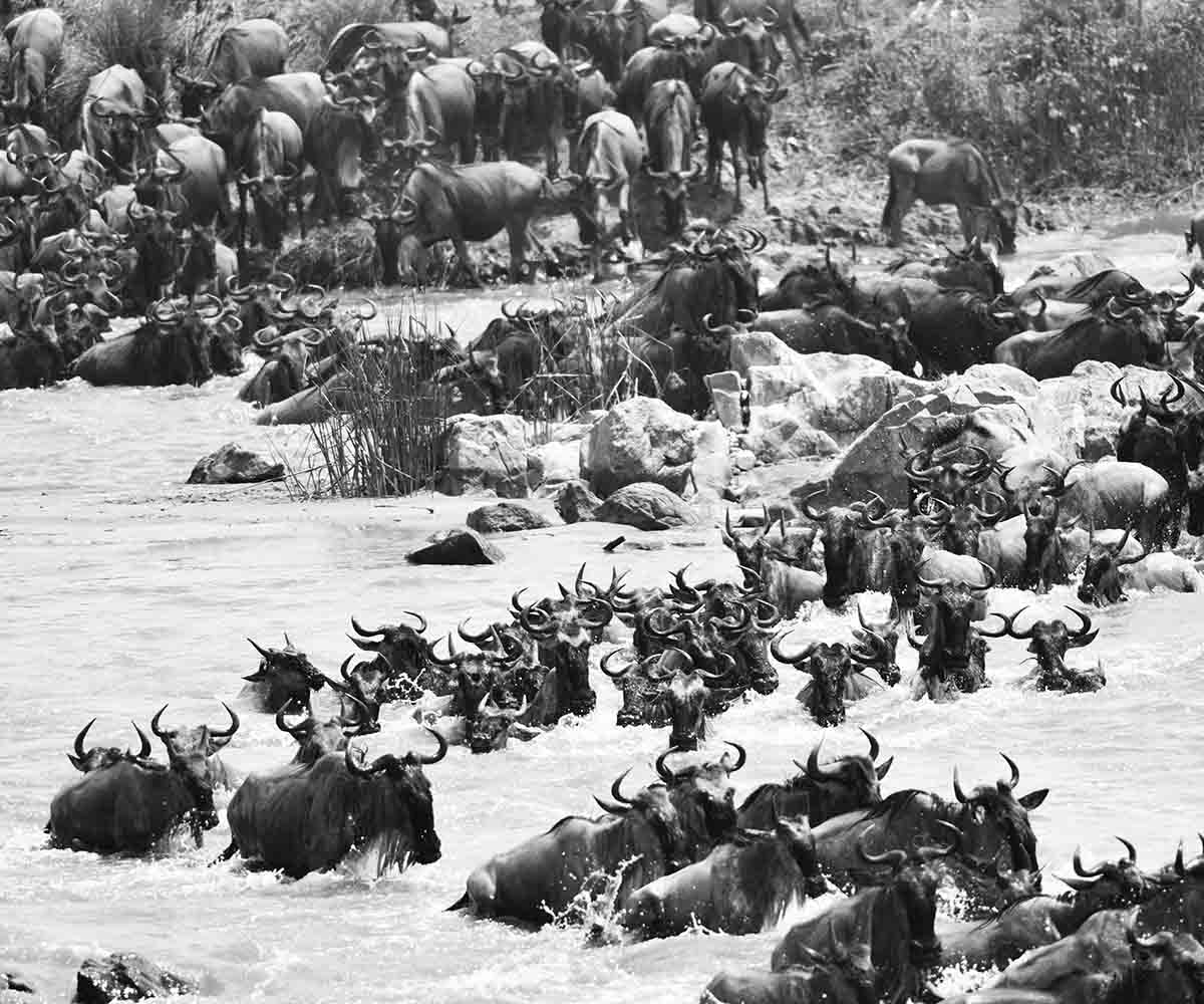 Wildebeest River Crossing