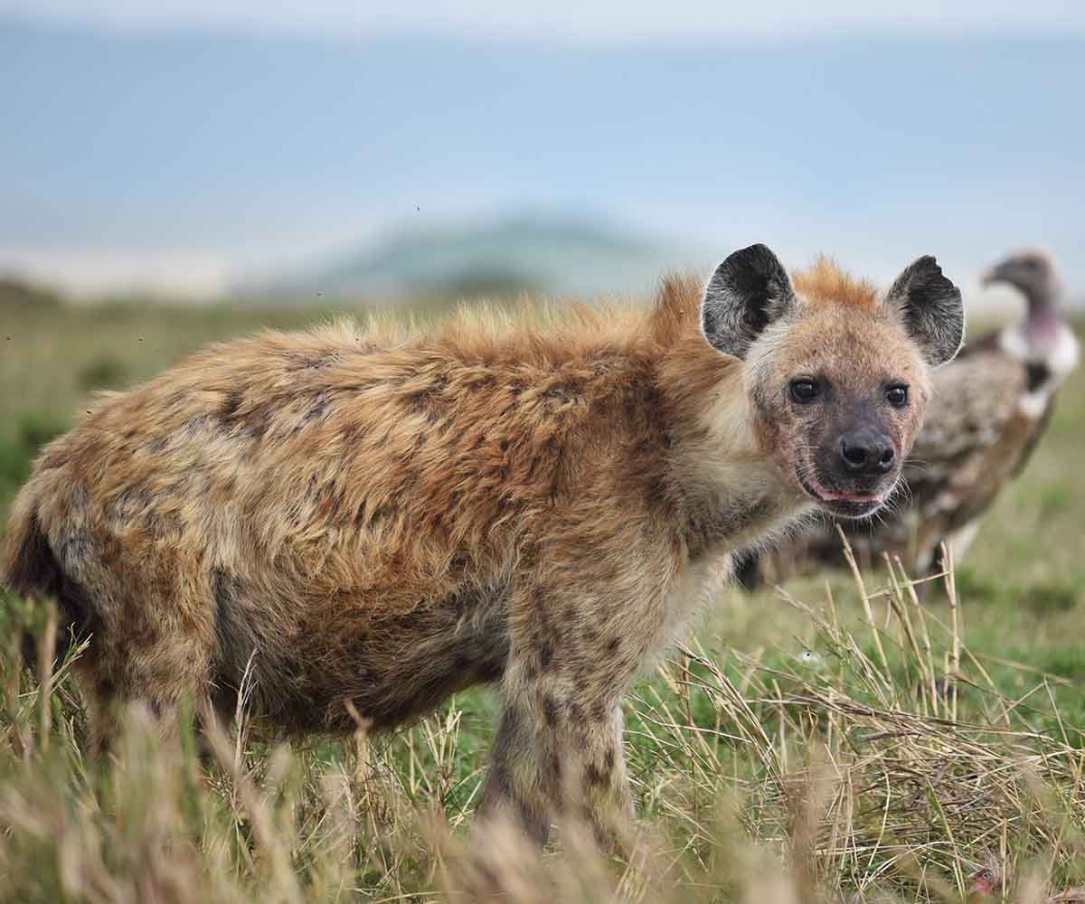 hyena and vulture