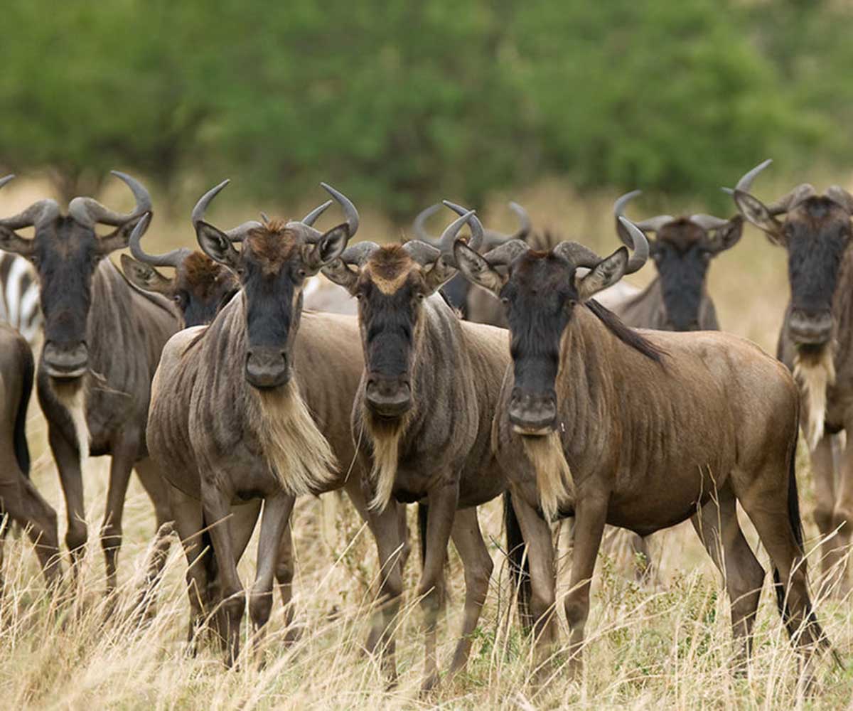 Wildebeest in the serengeti