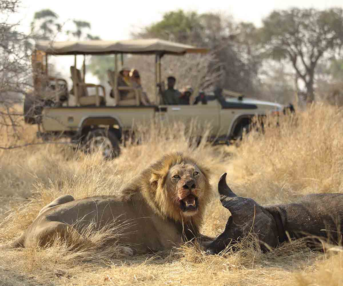 Male lion on buffalo kill