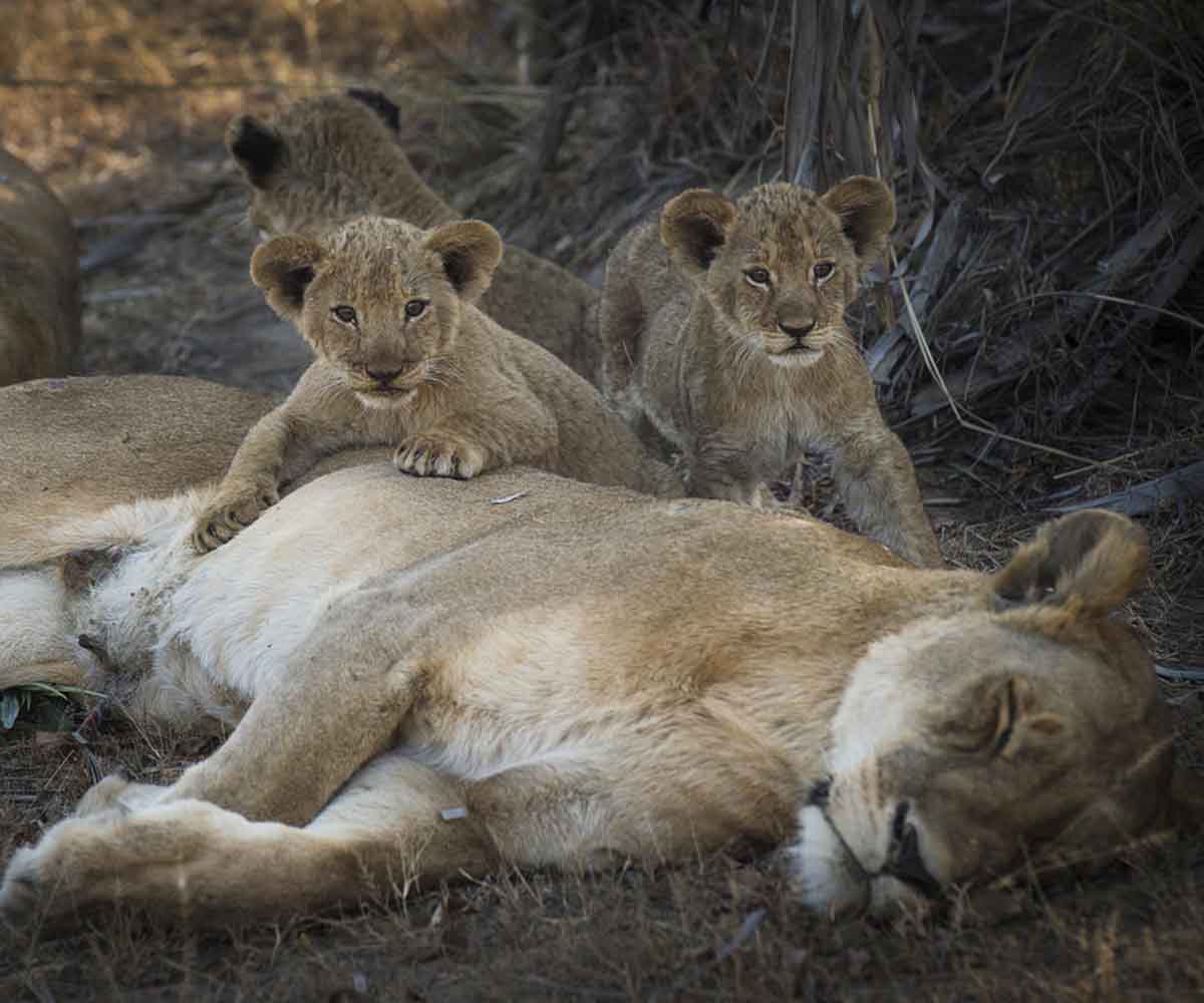 Lion cubs in Katavi