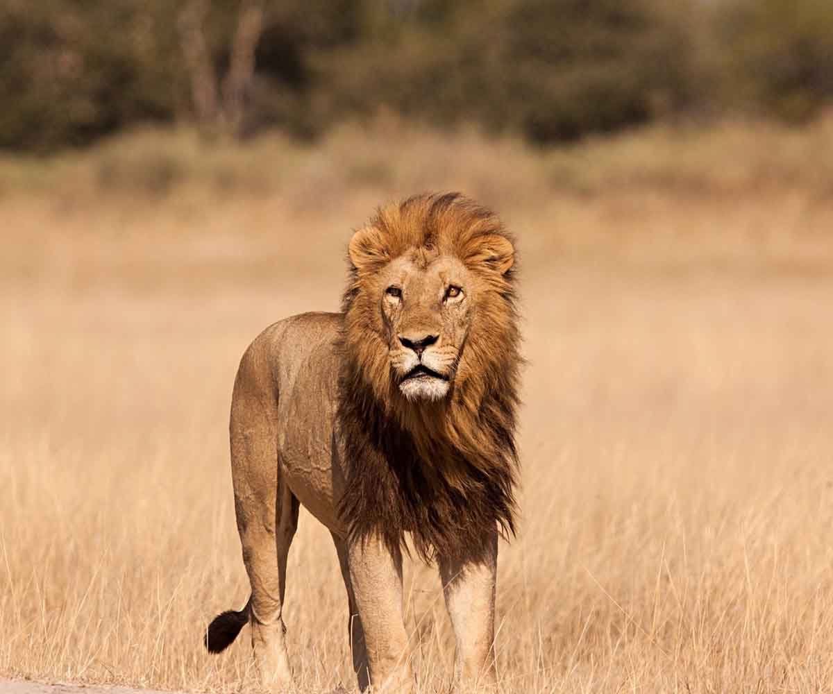 Male lion Ruaha National Park