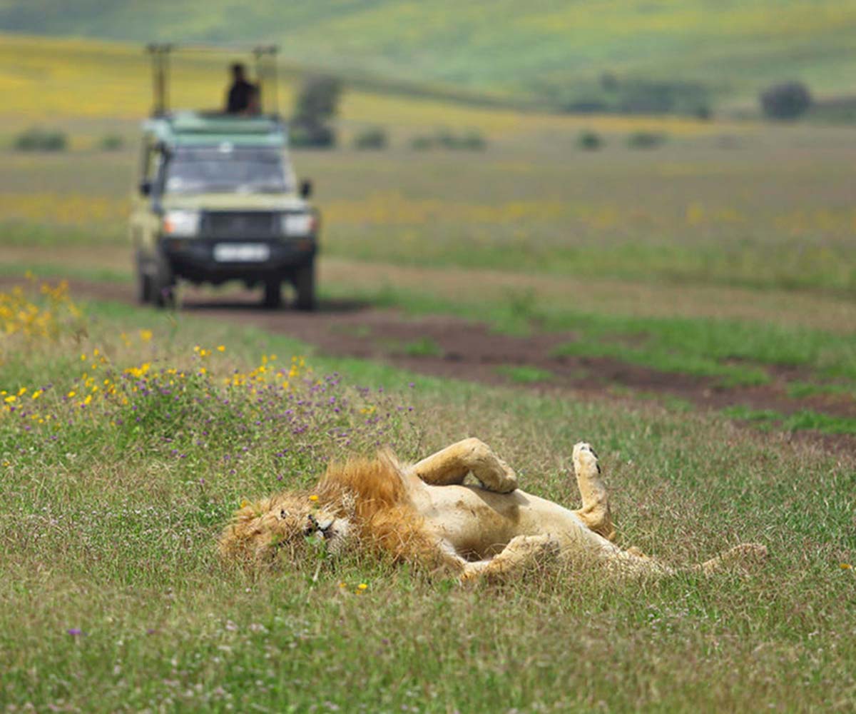 Male lion in Ngorongoro Crater