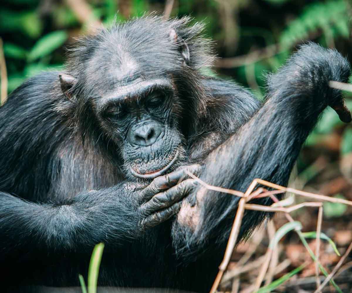 chimp in Mahale National Park