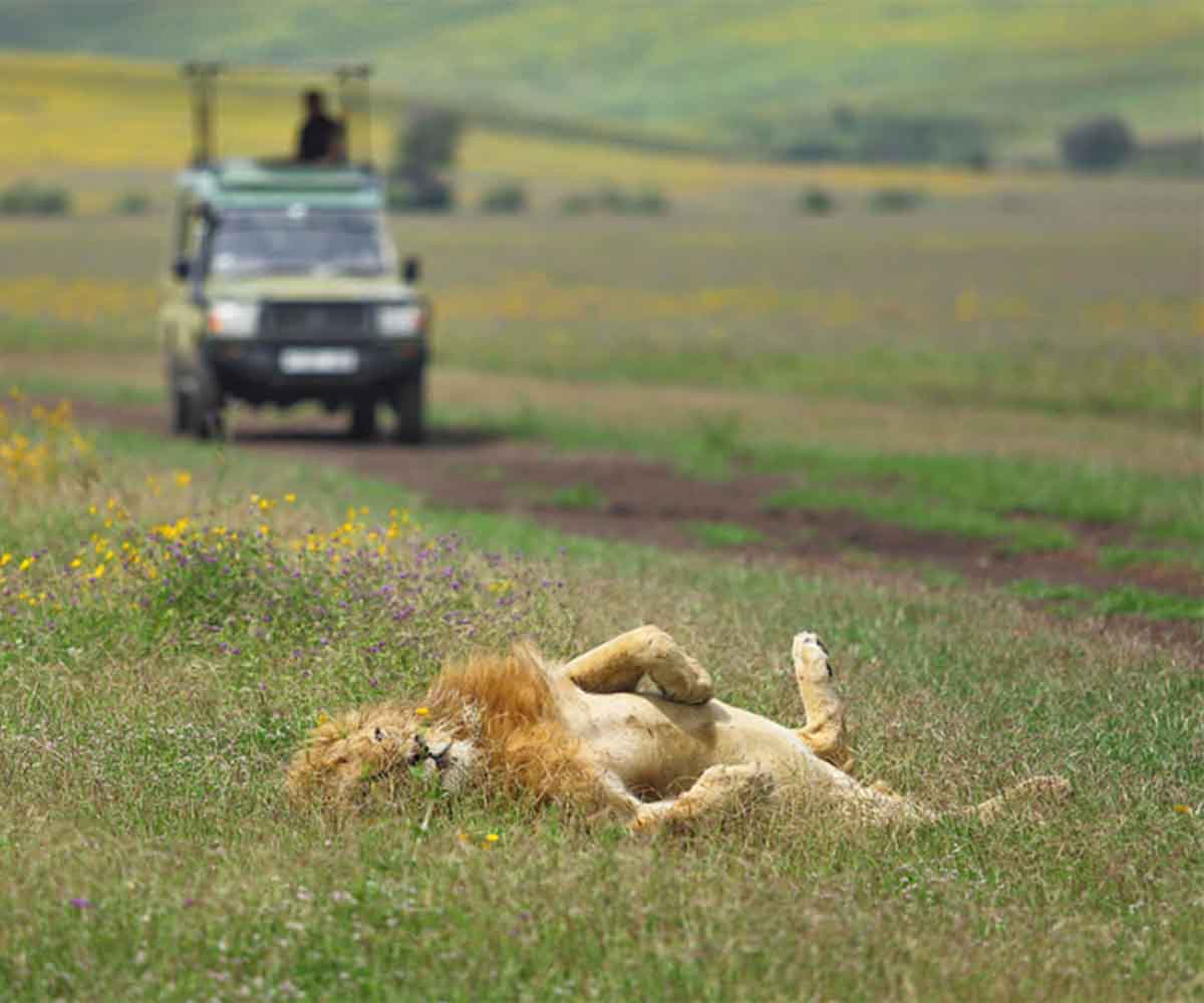 lazy lion