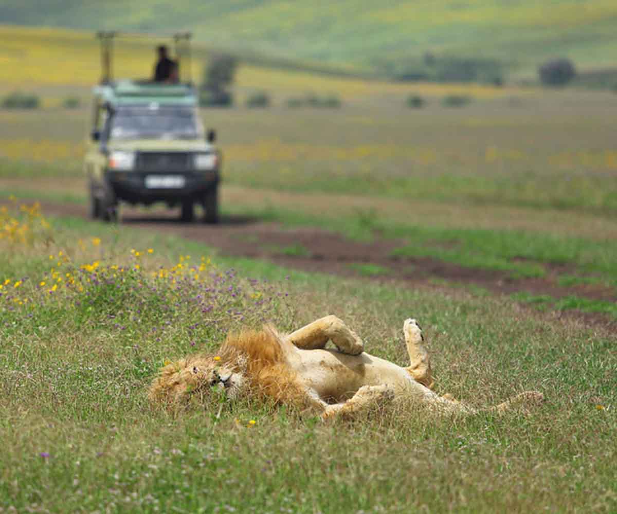 lion in the ngorongoro crater