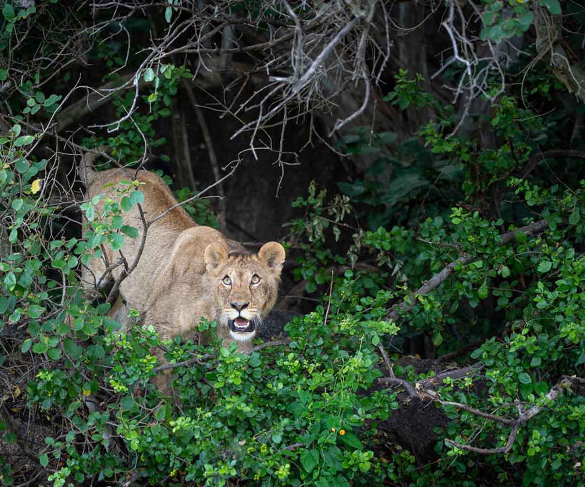 lion in serengeti