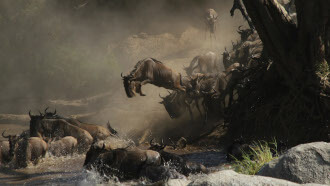 The Great Wildebeest Migration