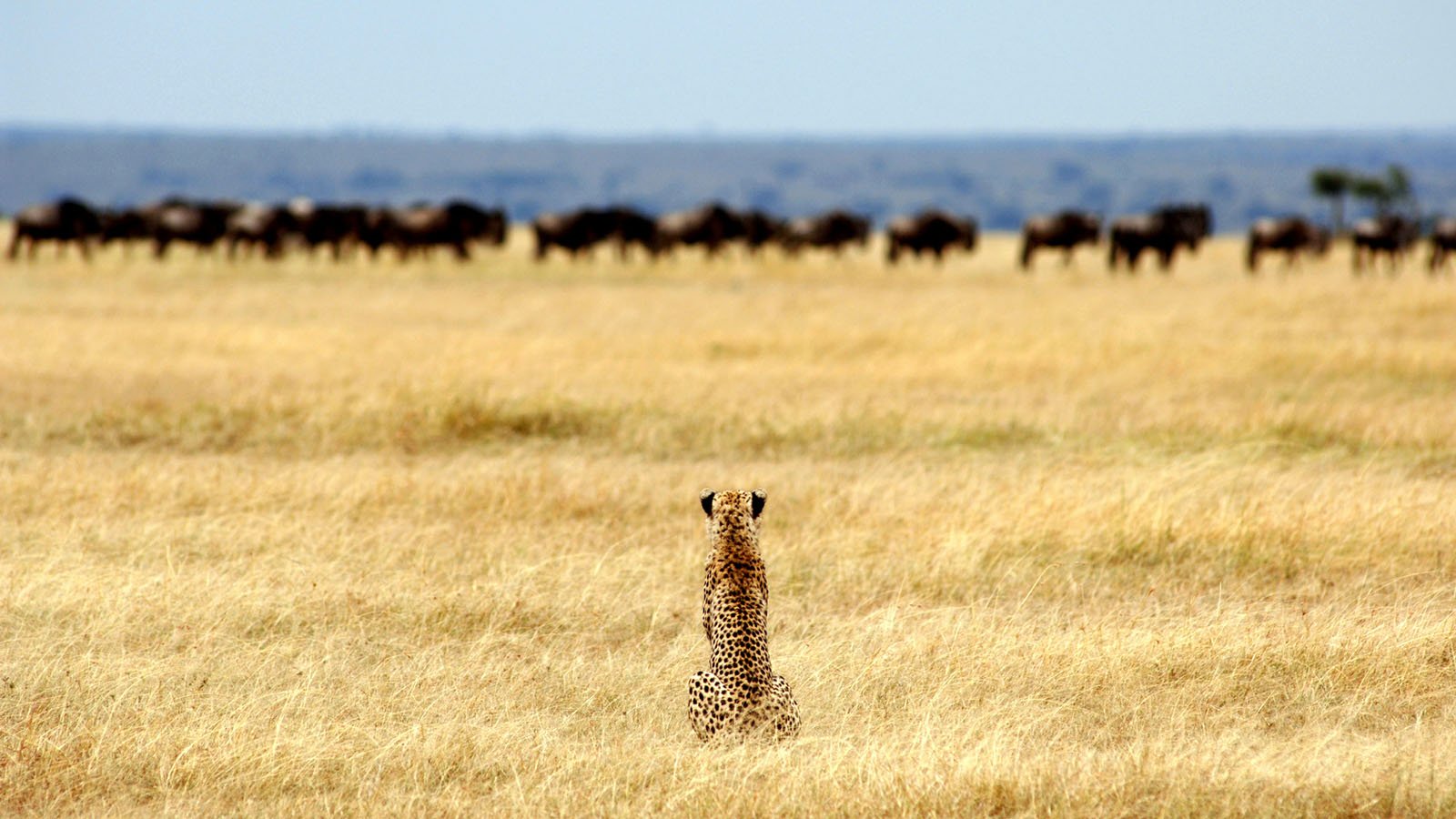 Tanzania Safari and beach