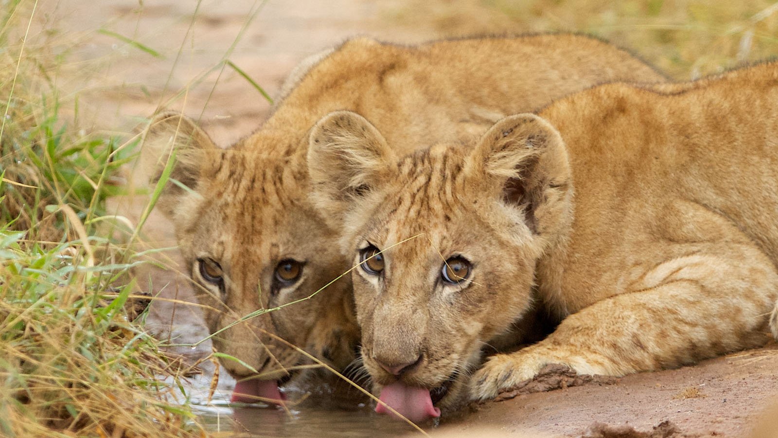 Serengeti