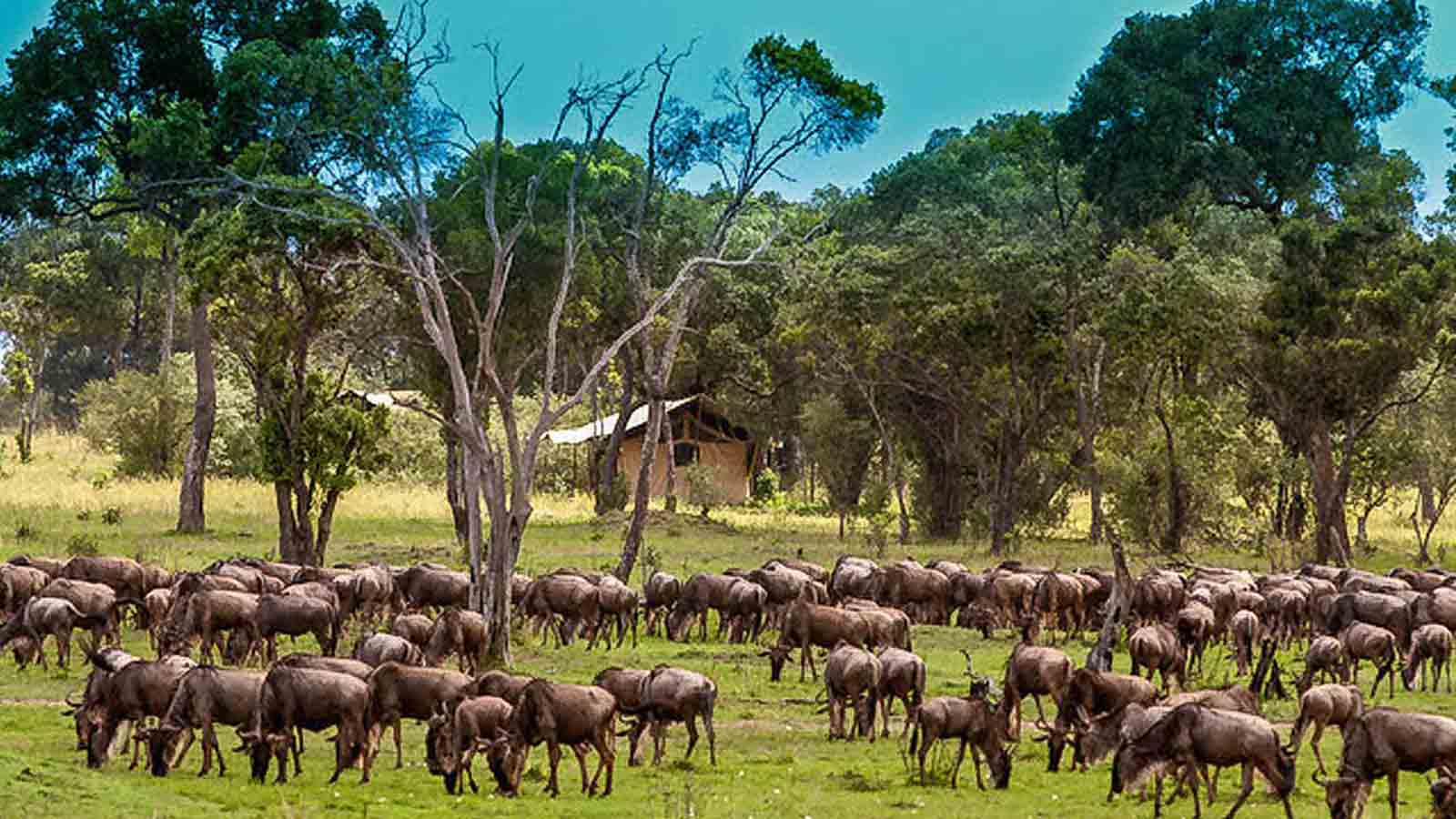 Tanzania Safari and beach