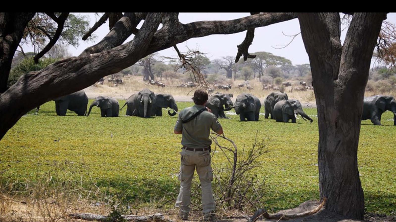Tanzania Safari and beach