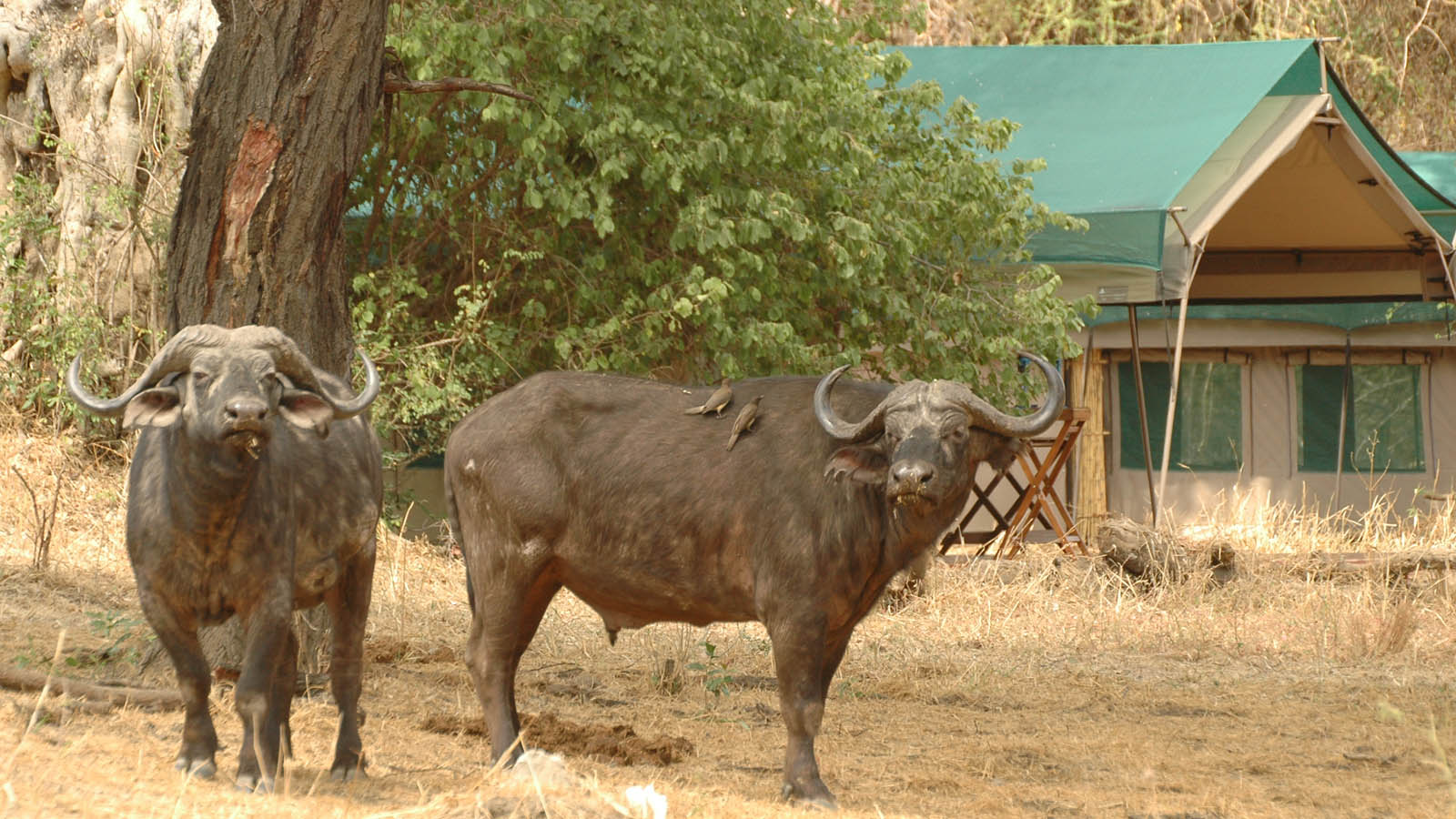 Serengeti