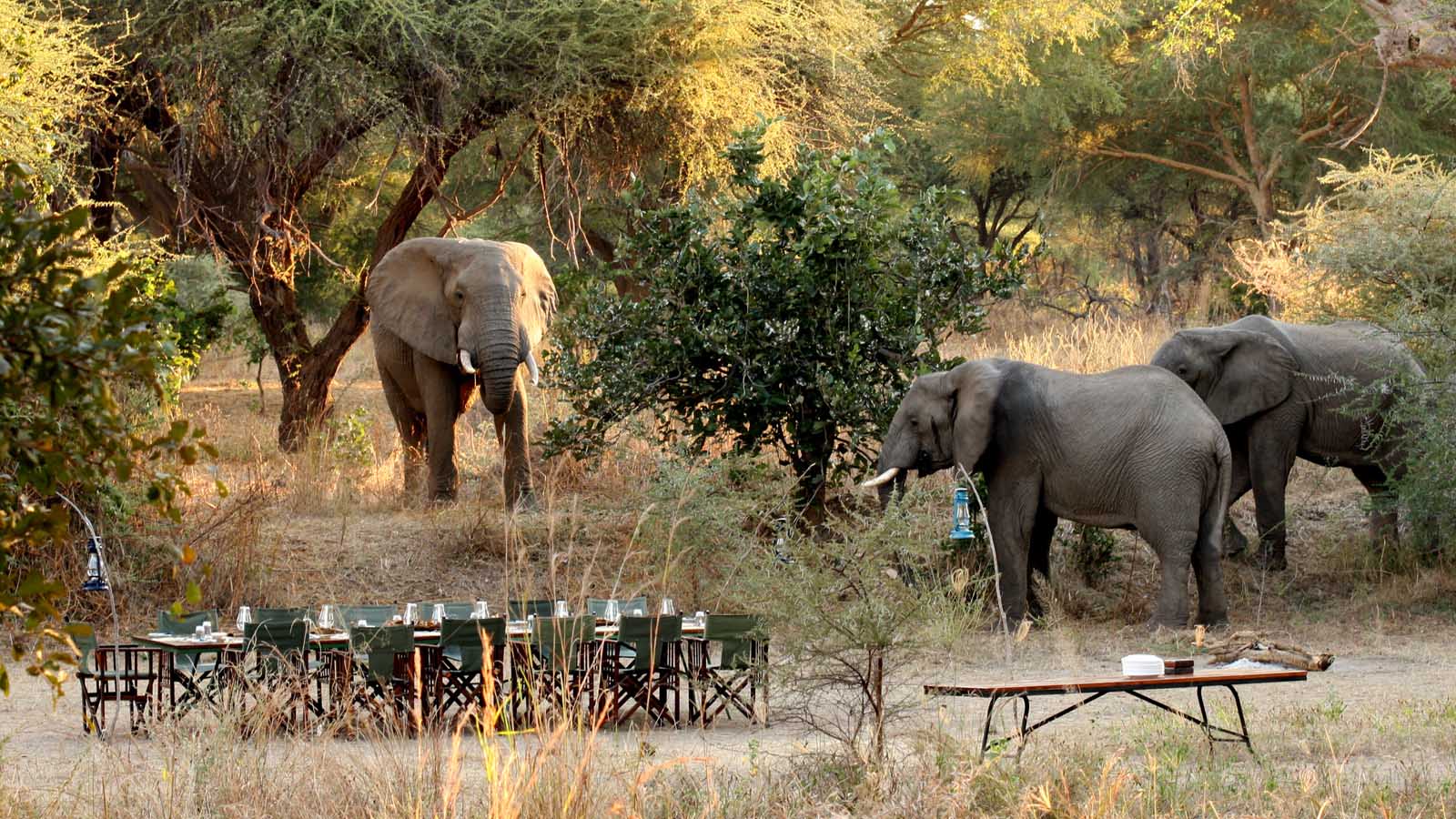 serengeti safari
