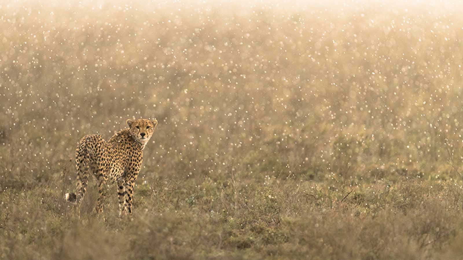 Tanzania Honeymoon