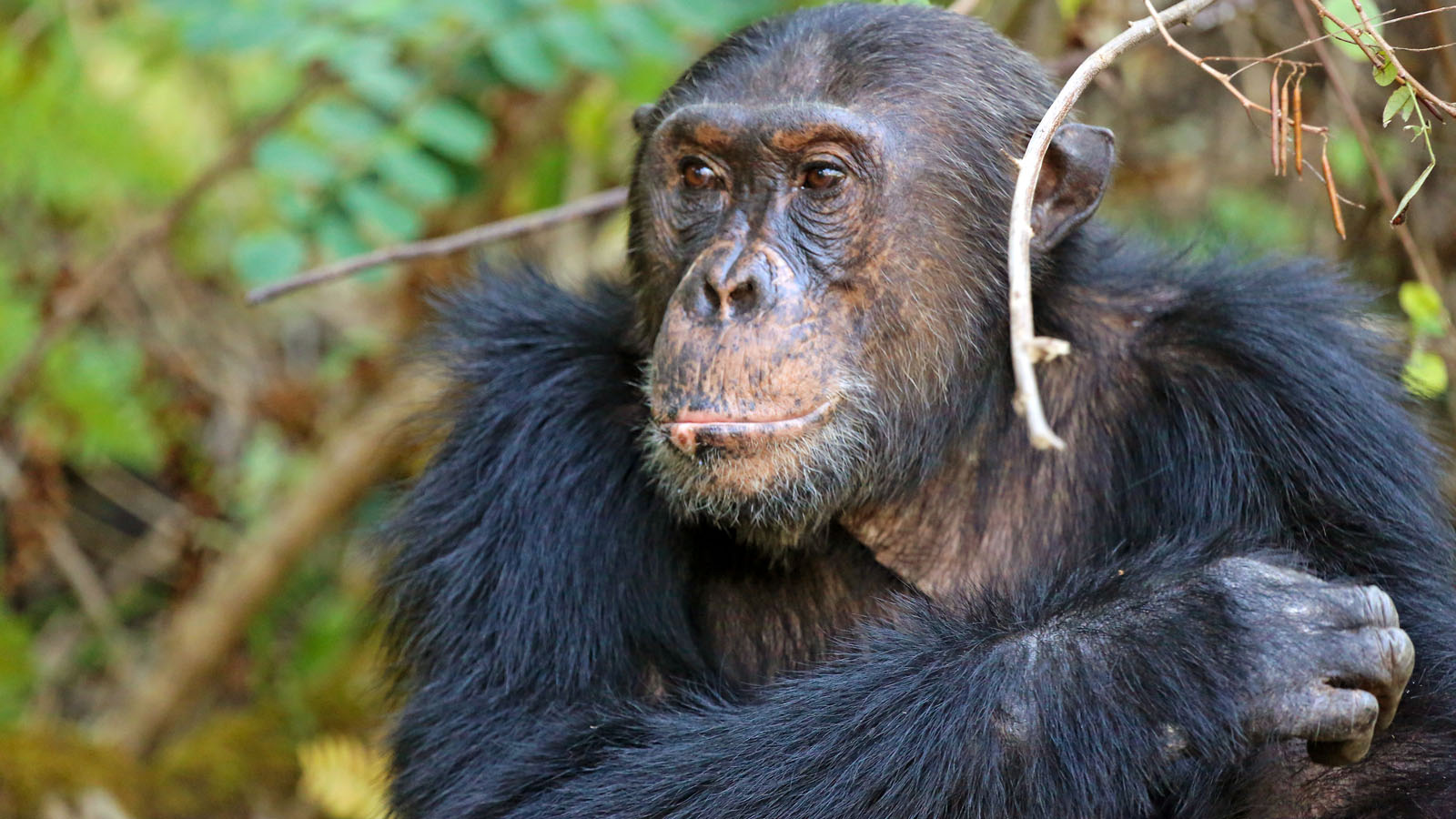 Nkungwe Tented Camp - 9