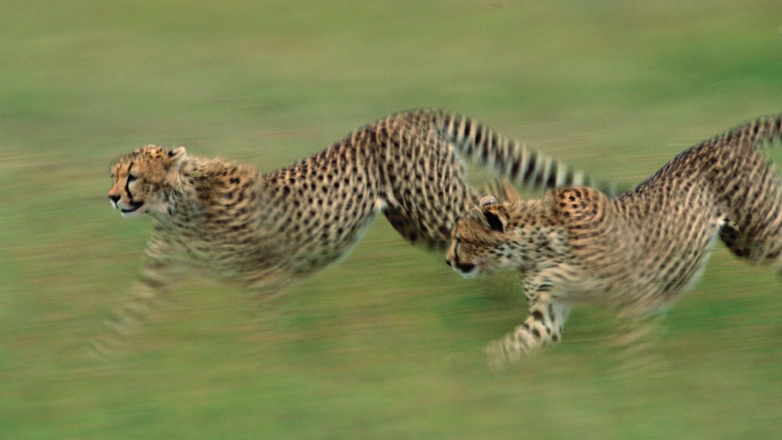 Tanzania Safari and beach