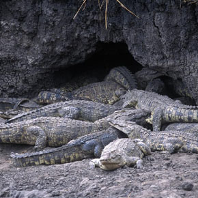 Katavi Safari, Tanzania