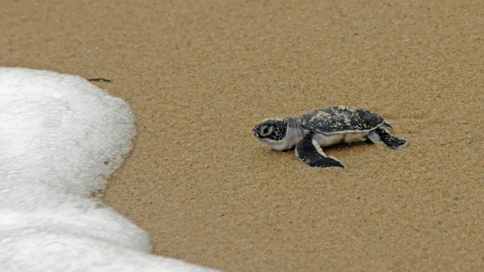 Tanzania Safari and beach