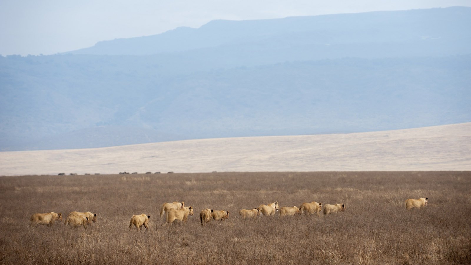 Tanzania Safari and beach