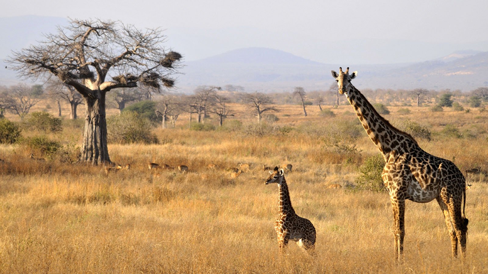 Ruaha National Park | Ruaha Safaris | Tanzania Odyssey