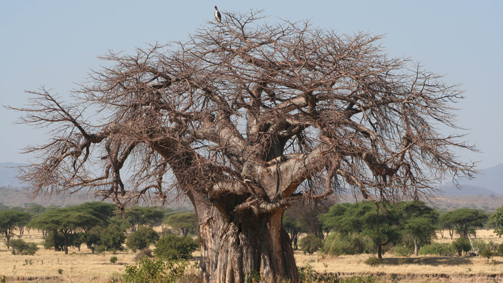 Tanzania Safari and beach