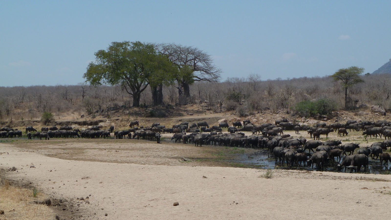 Serengeti