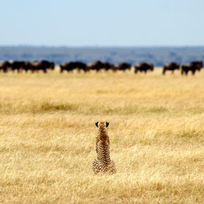 Serengeti Safaris | Tanzania