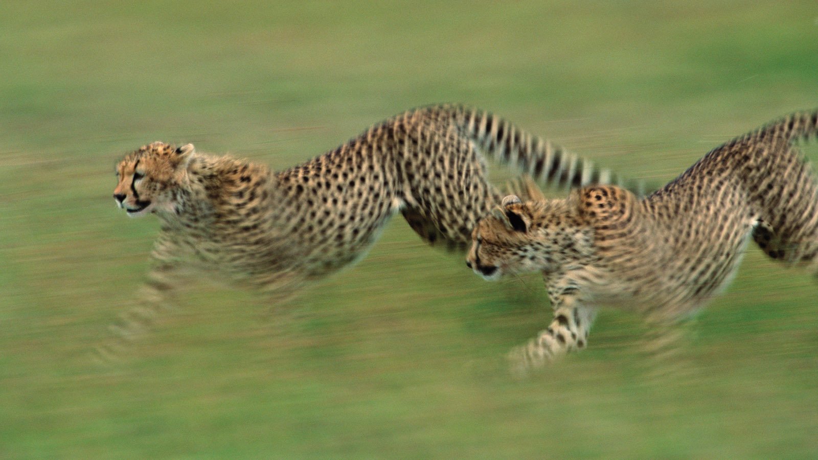 Tanzania Safari and beach