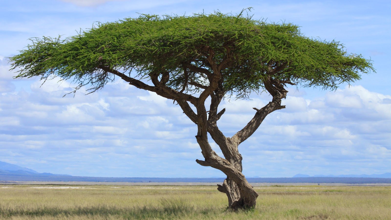 Serengeti Safaris | Tanzania - 9