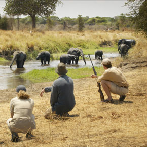 Tarangire safari