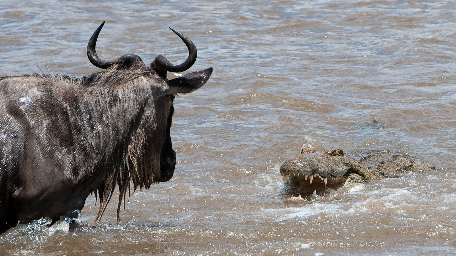 Tanzania Safari and beach