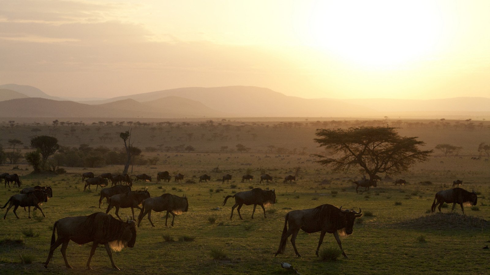 Serengeti